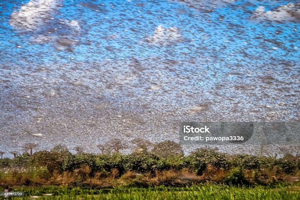 Swarm of locust Huge swarm of hungry locust in flight near Morondava in Madagascar Locust Stock Photo