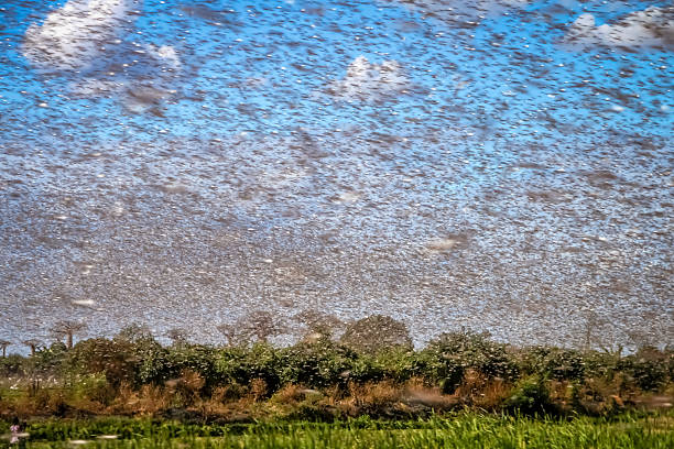 Swarm of locust Huge swarm of hungry locust in flight near Morondava in Madagascar epidemic stock pictures, royalty-free photos & images