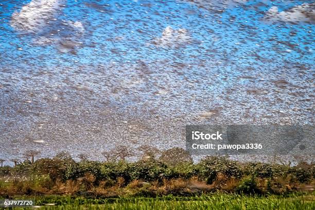Swarm Of Locust Stock Photo - Download Image Now - Locust, Swarm of Insects, Epidemic