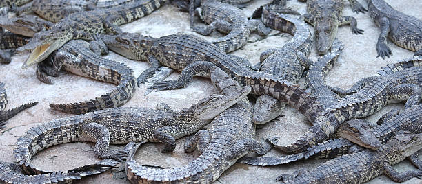 istock Large group of crocodiles 637972994