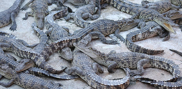istock Large group of crocodiles 637973048