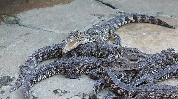 istock Large group of crocodiles 637973102