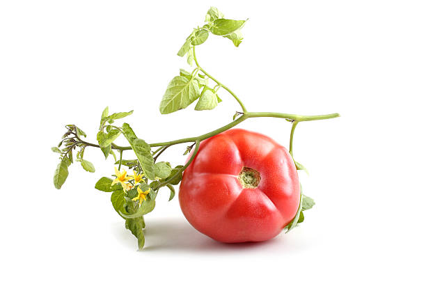 istock Tomato with leaves and flowers 637973746