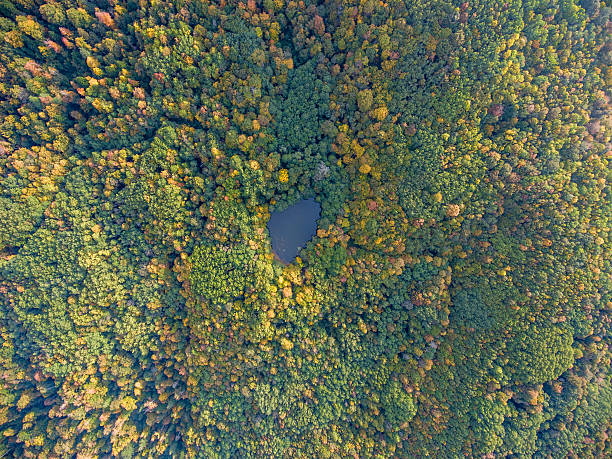 istock Aerial view. Forest lake in Russia. 637974520