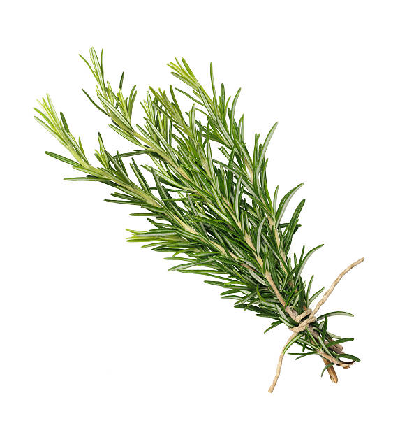 fresh rosemary bunch rosemary bunch tied  isolated on white background in bounds stock pictures, royalty-free photos & images
