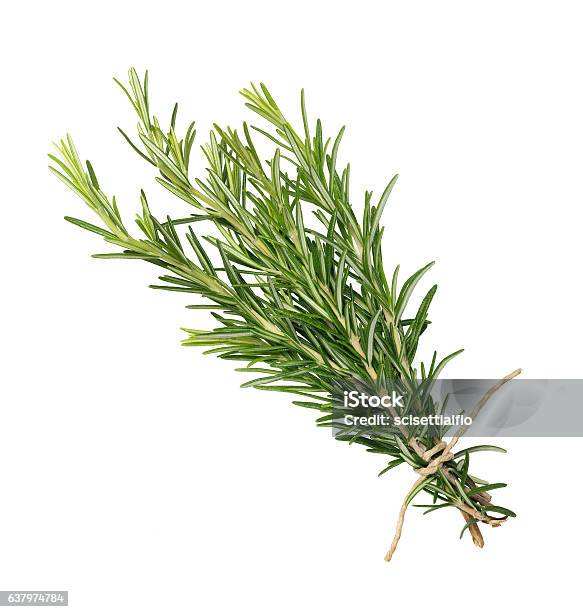 Fresh Rosemary Bunch Stock Photo - Download Image Now - Rosemary, Cut Out, Herb