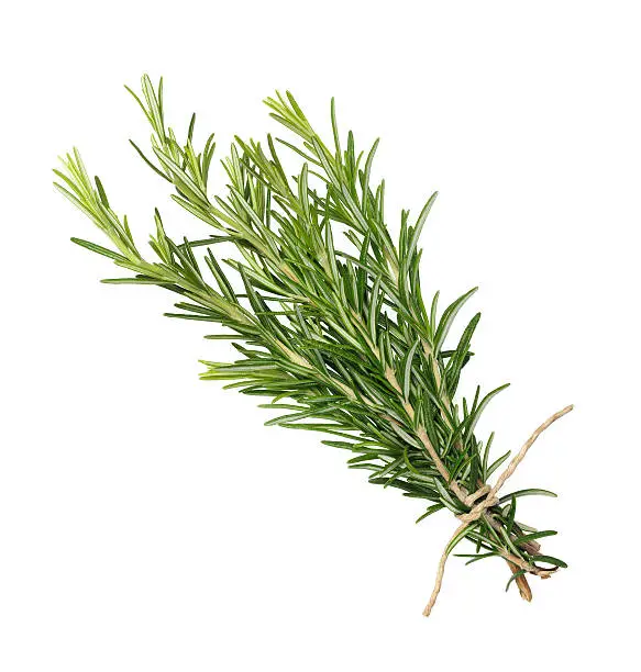 rosemary bunch tied  isolated on white background
