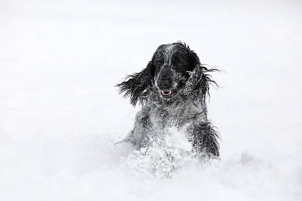 istock english cocker spaniel dog playing in snow winter 637975112