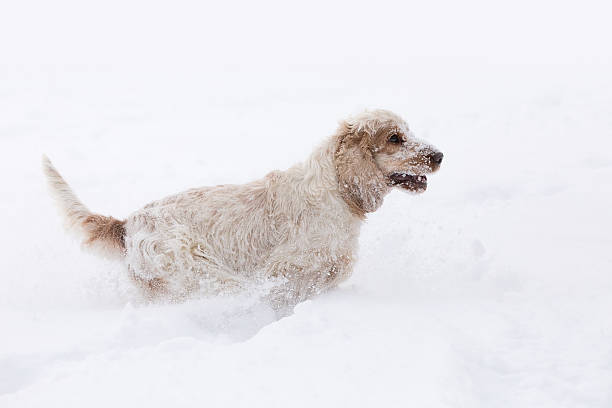 istock english cocker spaniel dog playing in snow winter 637975230