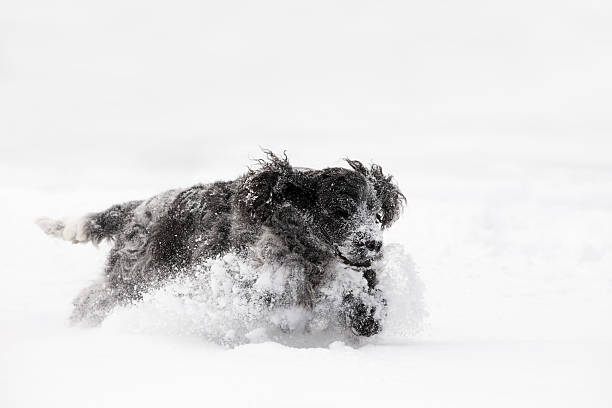 istock english cocker spaniel dog playing in snow winter 637975506