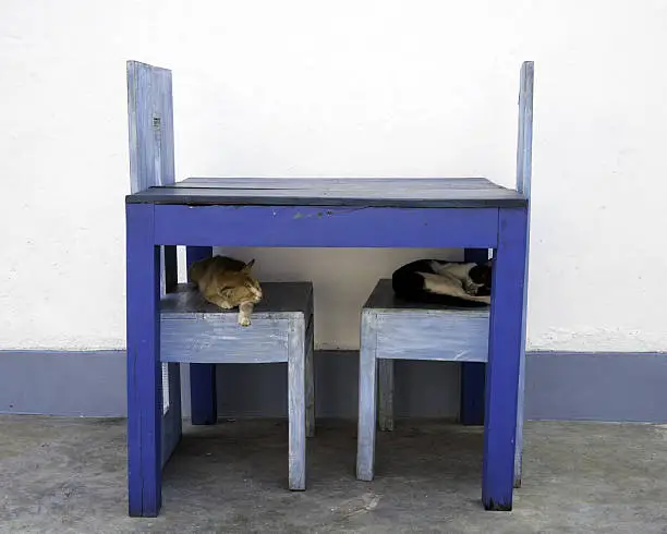 Two sleeping cats under a table