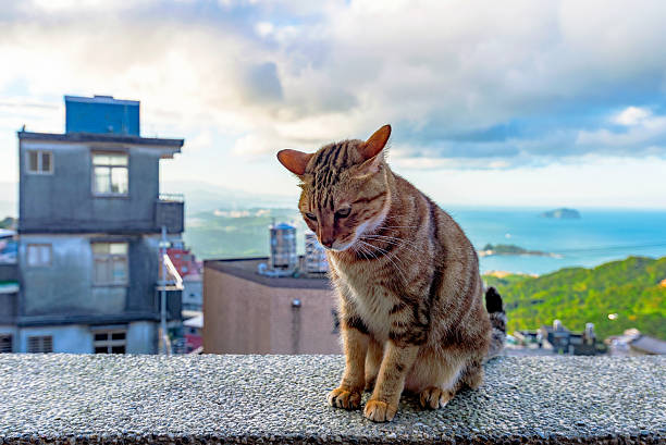 Stray cat sittin on a wall in Jiufen village Taiwan