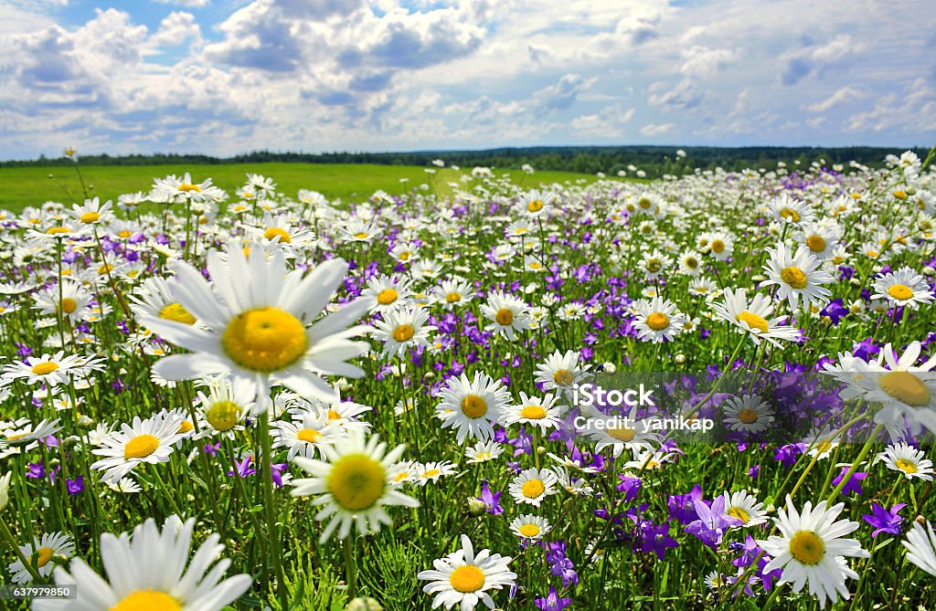 Sommerlandschaft mit blühender Wiese und Blumen - Lizenzfrei Blume Stock-Foto