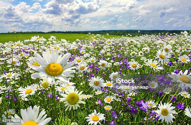 Sommerlandschaft Mit Blühender Wiese Und Blumen Stockfoto und mehr Bilder von Blume - Blume, Wildblume, Feld