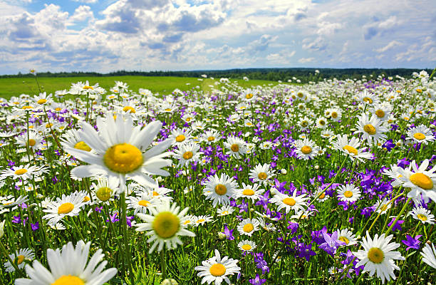 꽃이 만발한 초원과 꽃이 만발한 여름 풍경 - flower head sky daisy flower 뉴스 사진 이미지