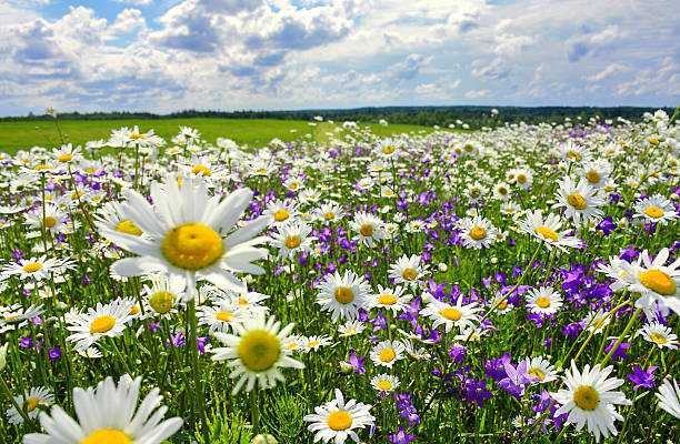 paisagem de verão com prado florescendo e flores - chamomile daisy sky flower - fotografias e filmes do acervo