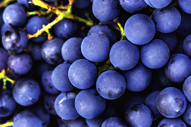istock Dark blue ripe grapes for making red wine macro 637980692