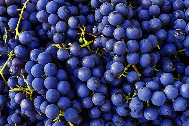 Photo of Red wine grapes background. Dark blue wine grapes.