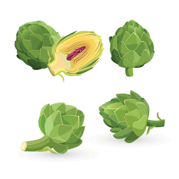 ilustraciones, imágenes clip art, dibujos animados e iconos de stock de cabezas de flores verdes de alcachofa aisladas. ilustración vectorial de vegetales comestibles - artichoke vegetable isolated food