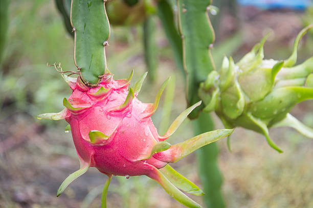 istock dragon Fruit on the tree after rain in garden 637981318