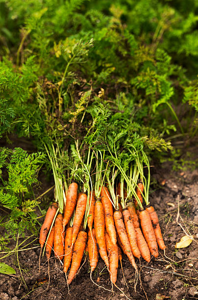 istock Organic carrots on garden soil 637981530