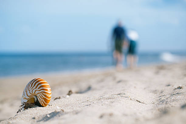 istock nautilus shell on white Florida beach sand under the sun 637981534