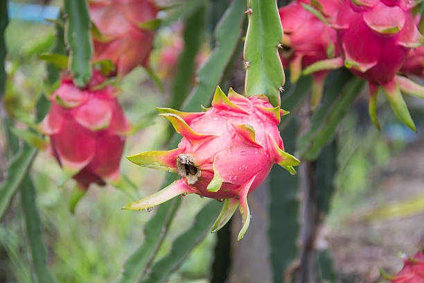istock dragon Fruit on the tree after rain in garden 637981584