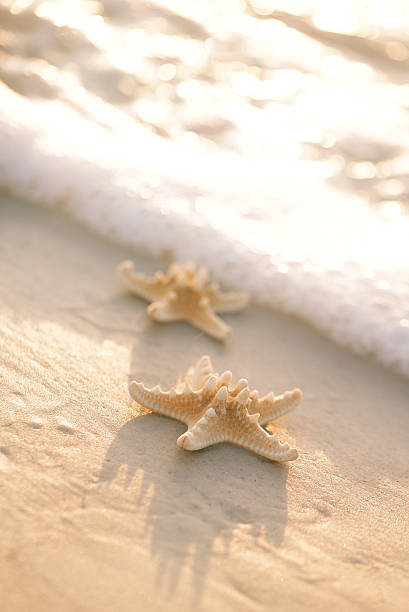 istock two starfish on sea ocean beach in Florida, soft gentle 637983158