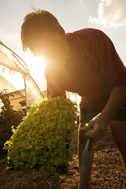 istock Mature farm worker with fresh lettuce on a field. 637983242