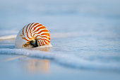 nautilus-schale-mit-meereswelle-florida-