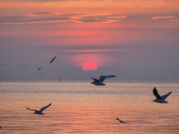 istock Sunset sky of light with seagulls in the air 637986384