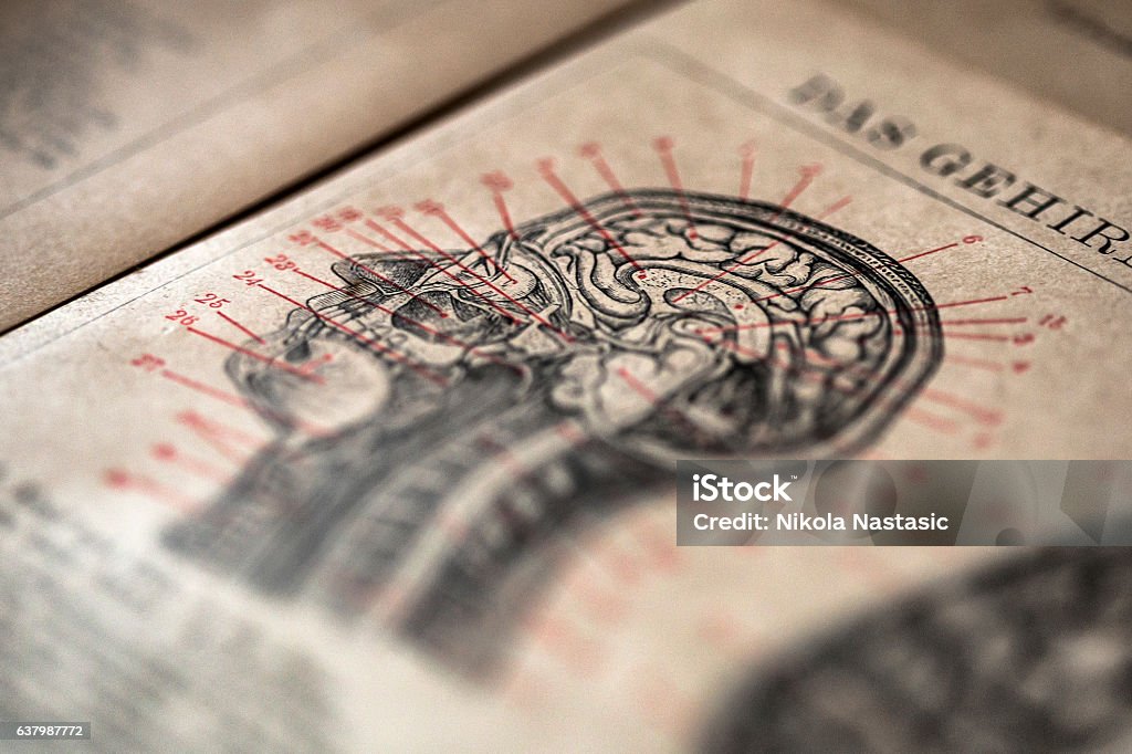 Head section Photography of a head section from old anatomy book Book Stock Photo