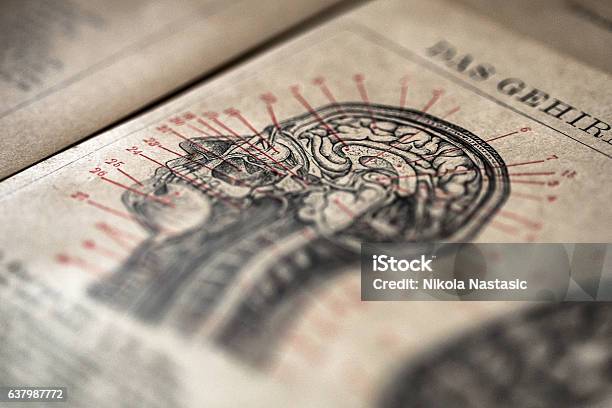 Head Section Stock Photo - Download Image Now - Book, Anatomy, Healthcare And Medicine