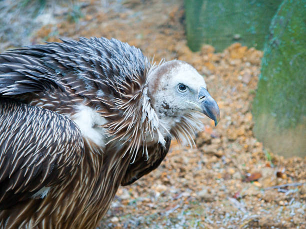 himalayan griffon vulture, gyps himalayensis, close-up shot of unique - griffon vulture imagens e fotografias de stock