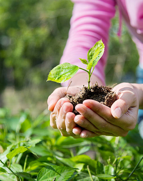 istock Woman hands holding a small plant 637988626
