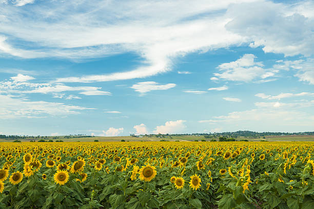 istock Sunflowers in a field in the afternoon. 637989066