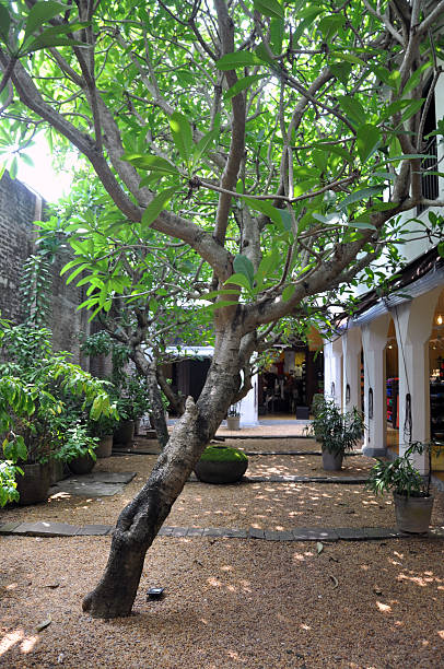 istock Pretty colonial garden 637989238