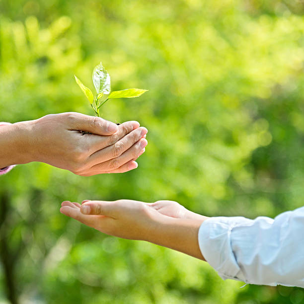 istock Mother and son hands holding new plant 637990630