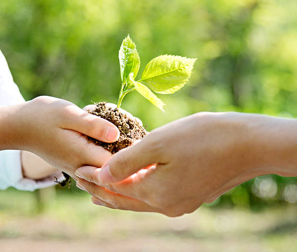istock Mother and son hands holding new plant 637990748