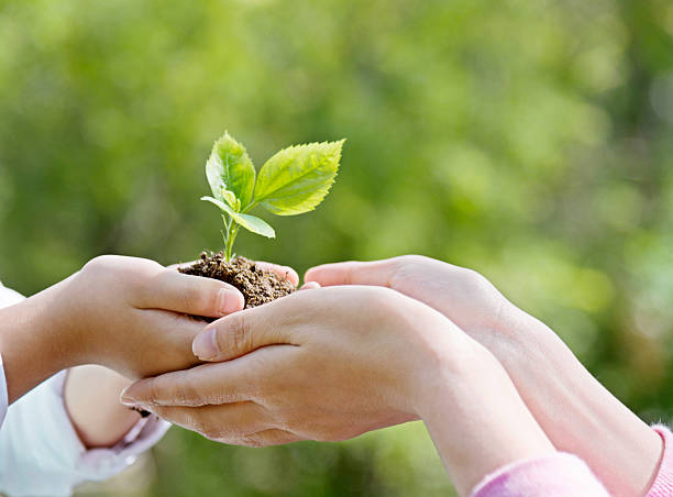 istock Mother and son hands holding new plant 637990854
