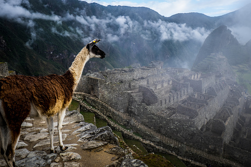 Views of the archaeological ruins of Machu Picchu under the foggy dawn, Cuzco Peru