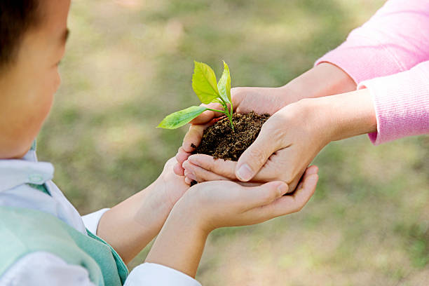 istock Mother and son hands holding new plant 637991100