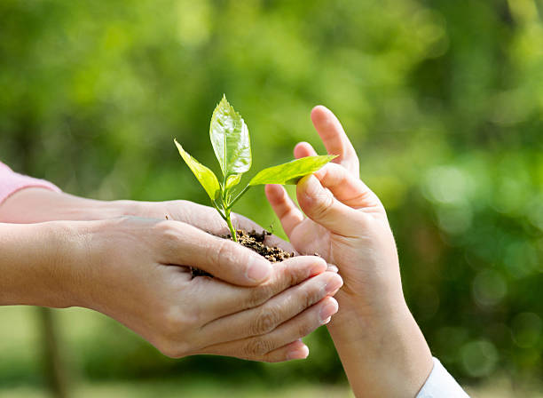 istock Mother and son hands holding new plant 637991200