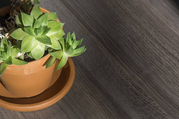 istock Green home plant in the brown pot 637991232