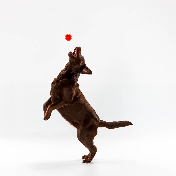 白の茶色のラブラドールレトリバー - dog jumping ストックフォトと画像