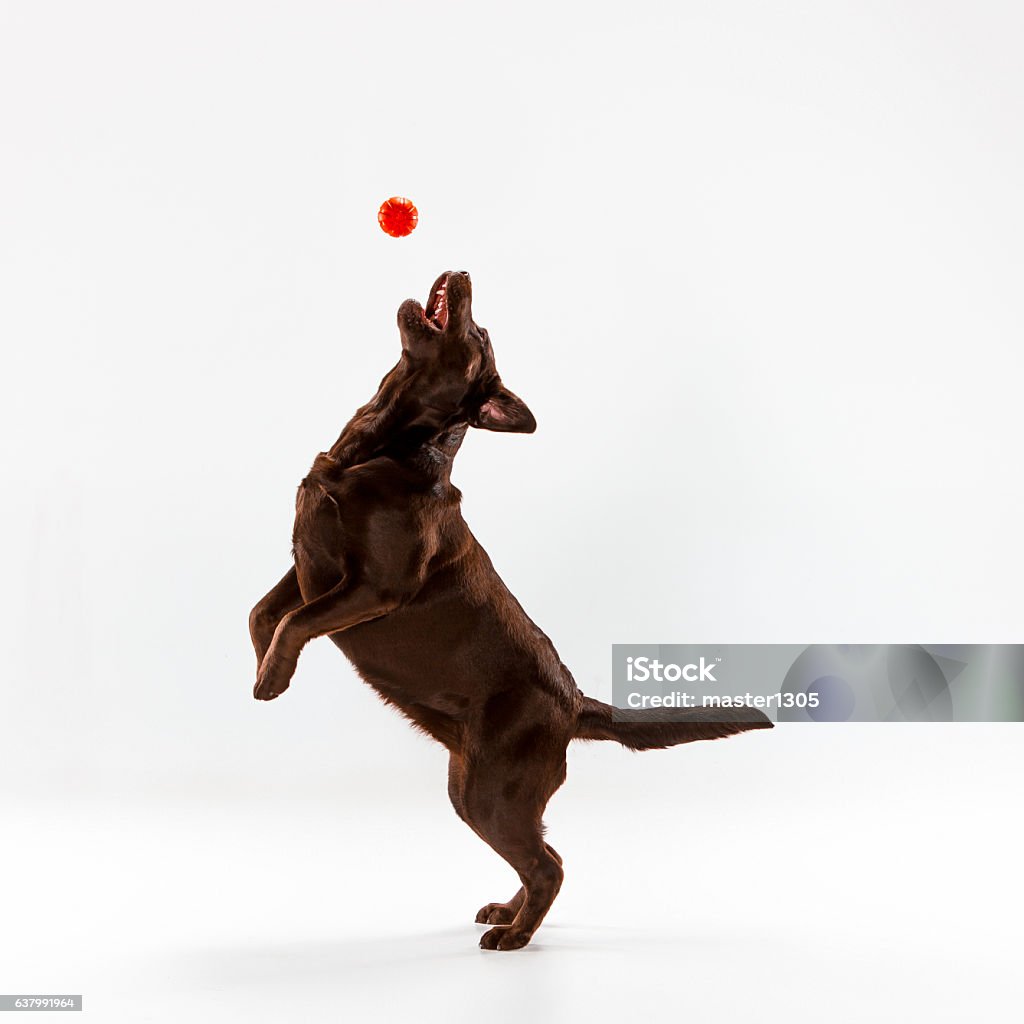 The brown labrador retriever on white The brown labrador retriever playing on white studio background Dog Stock Photo