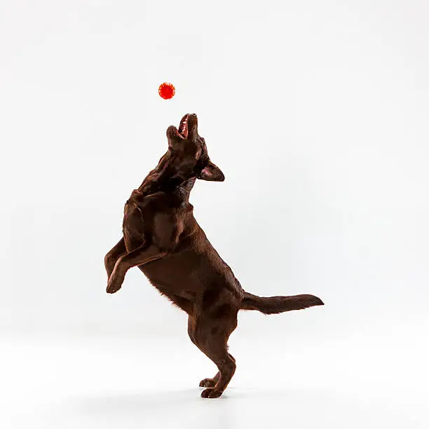 Photo of The brown labrador retriever on white