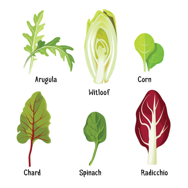 ilustrações de stock, clip art, desenhos animados e ícones de collection of different plants arugula, witloof, corn, chard, spinach, radicchio - acelgas