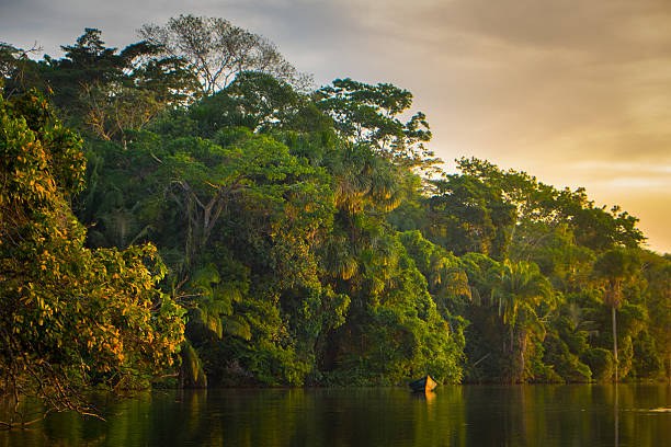 barco no rio na selva ao pôr do sol - palm tree tree isolated landscaped - fotografias e filmes do acervo