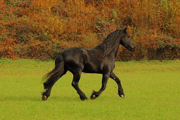 istock Friesian horse in autumn colours 637994058